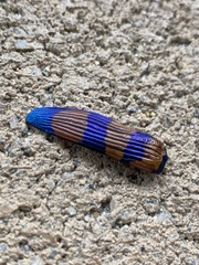 Temognatha conspicillata
