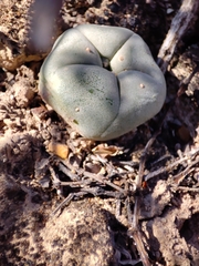 Lophophora diffusa