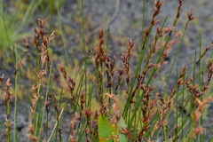 Schoenus brevifolius