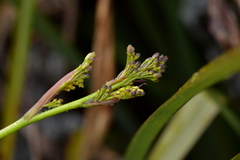 Dianella haematica