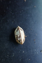 Balta bicolor