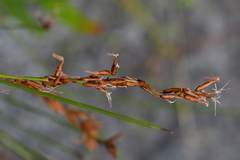 Schoenus brevifolius