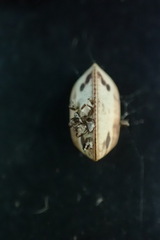 Balta bicolor
