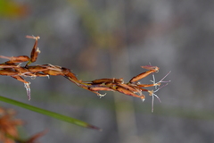 Schoenus brevifolius