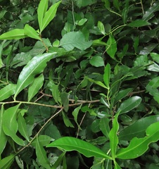 Peddiea africana