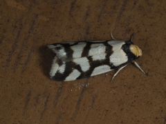 Scaptesyle dichotoma