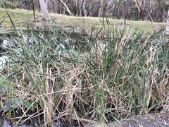 Typha orientalis
