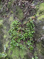 Peperomia urvilleana