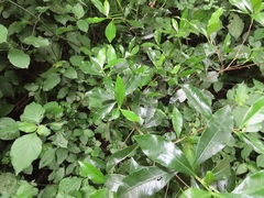 Peddiea africana