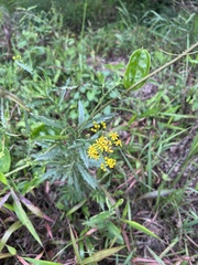 Senecio polyanthemoides