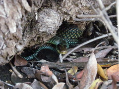 Drymobius margaritiferus margaritiferus