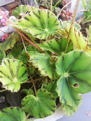 Begonia