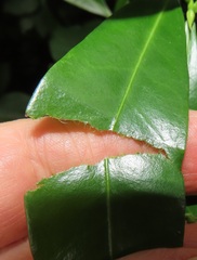 Peddiea africana