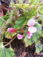 Begonia