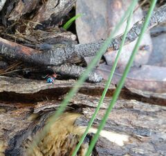 Dicranolaius cinctus