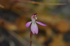 Caladenia minor