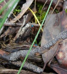 Dicranolaius cinctus