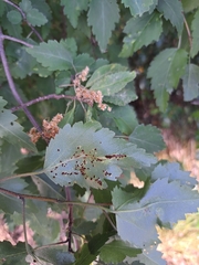 Puccinia plagianthi