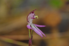 Caladenia minor
