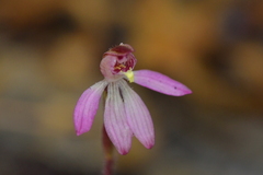 Caladenia minor