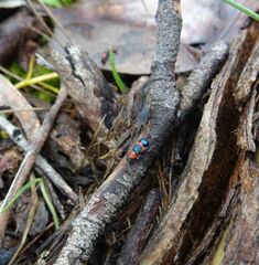 Dicranolaius cinctus