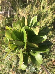 Cussonia thyrsiflora