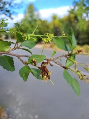 Puccinia plagianthi