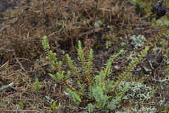 Pimelea orthia
