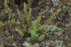 Pimelea orthia