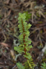 Pimelea orthia