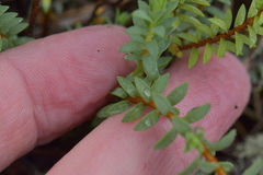 Pimelea orthia