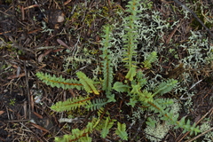 Pimelea orthia