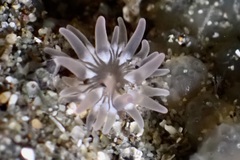 Actiniidae