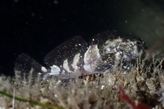 Clinocottus globiceps