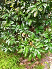 Mischocarpus pyriformis