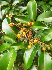 Mischocarpus pyriformis