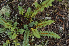 Pimelea orthia