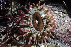 Urticina clandestina