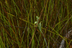 Calochilus herbaceus