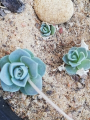Orostachys malacophylla iwarenge