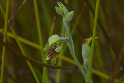 Image of Calochilus herbaceus by (c) Christopher Stephens, some rights reserved (CC BY-SA)