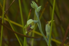 Calochilus herbaceus