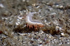 Coryphella trilineata