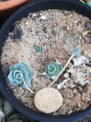 Orostachys malacophylla iwarenge