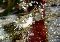 Eupentacta quinquesemita