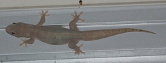 Gehyra australis