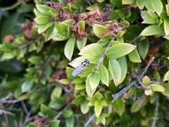 Simosyrphus grandicornis