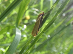 Philobota protecta