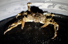 Decapoda