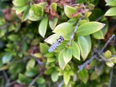 Simosyrphus grandicornis